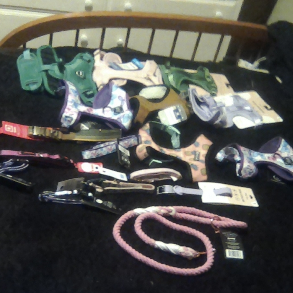 Dog Leashes and Collars